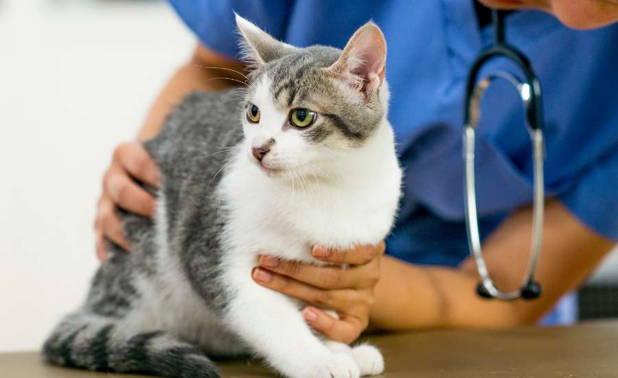 Feline Hypertension – Diagnosis and Management