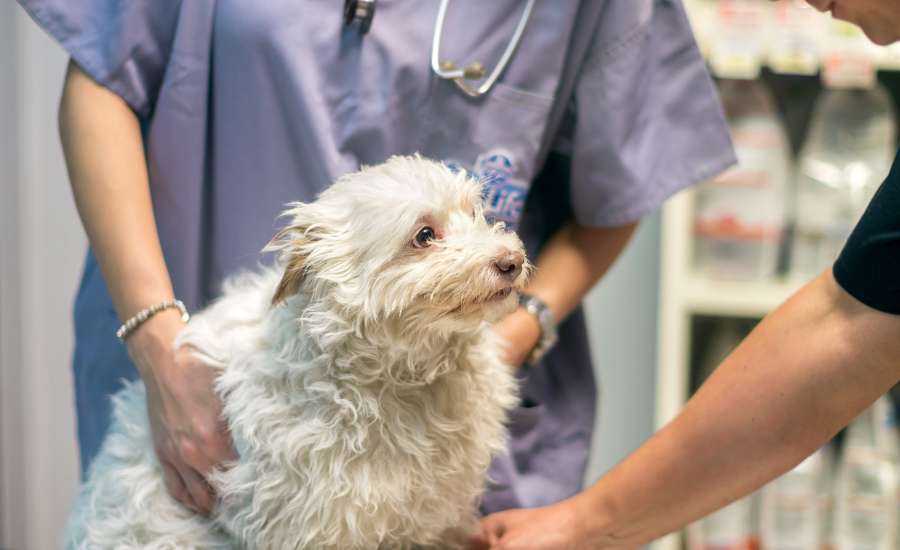 A Deep Dive into Canine Parvoviral Enteritis